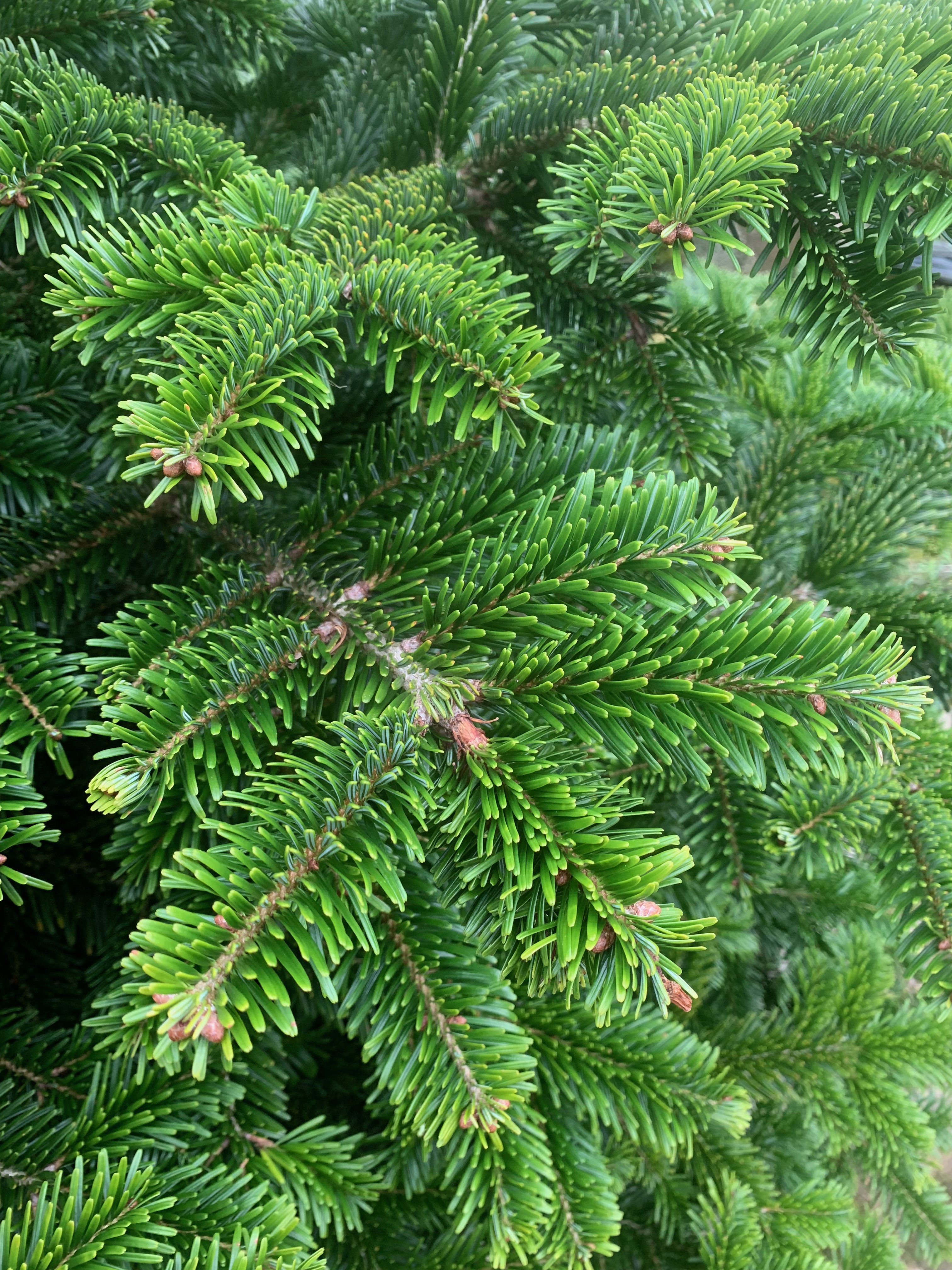 Persen Tree Pen Parc Festive Trees